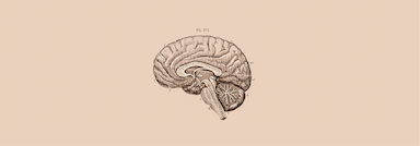 Do we need a Company Brain or Nervous System?